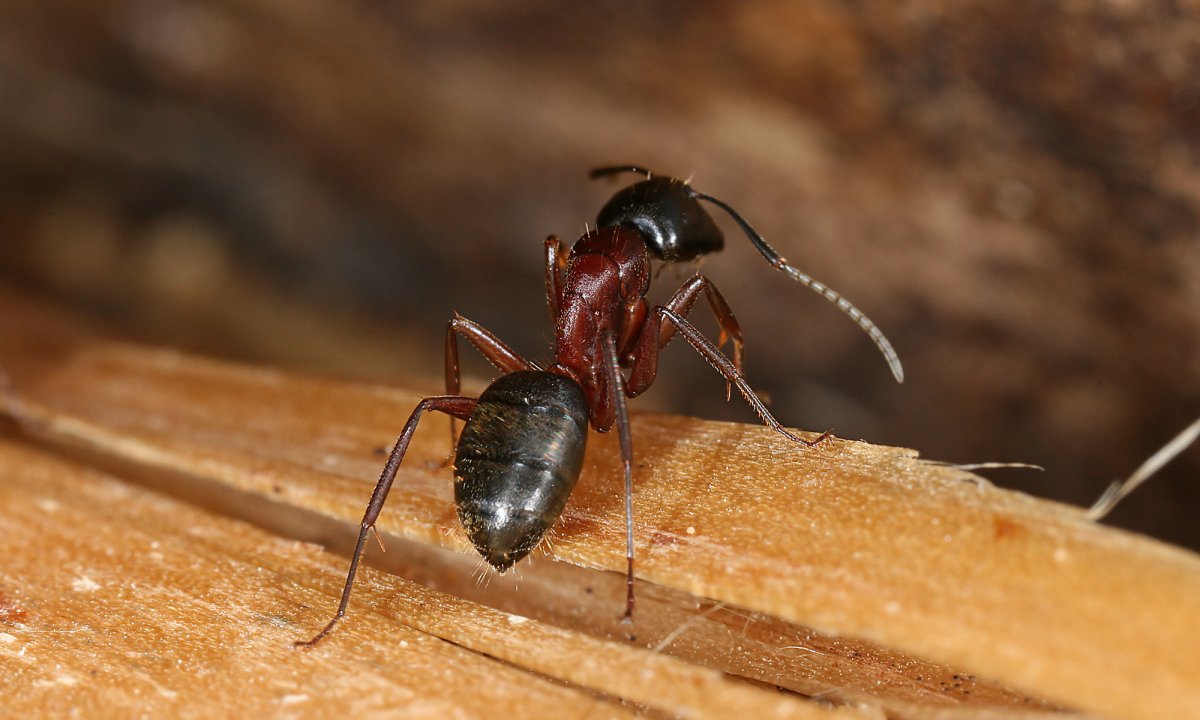 Étapes de préparation de base pour un traitement réussi de fourmis Carpentier