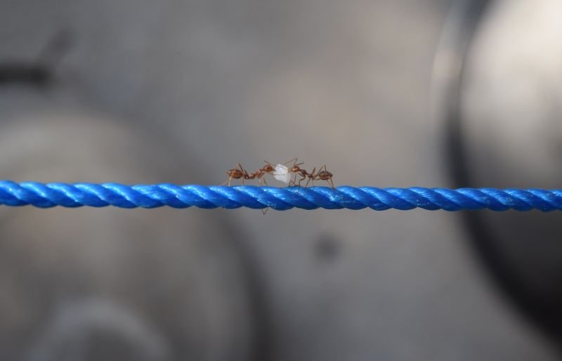 Traitement des fourmis charpentières - Vos exterminateurs professionnels