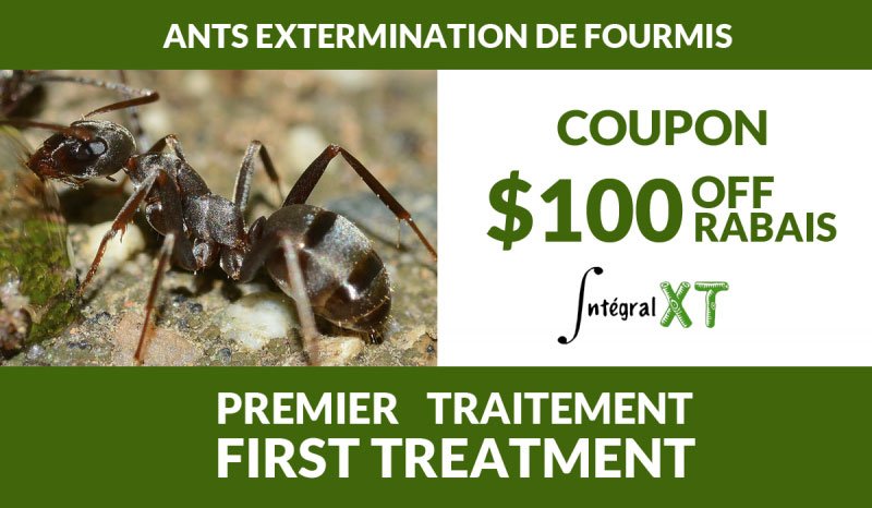Exterminateur de fourmis charpentières à Montréal