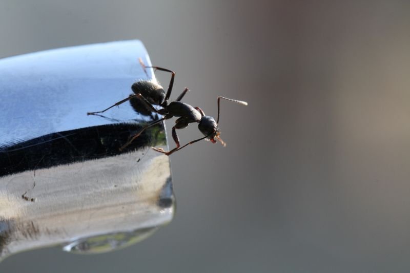 Quels sont les signes de la présence de fourmis charpentières?